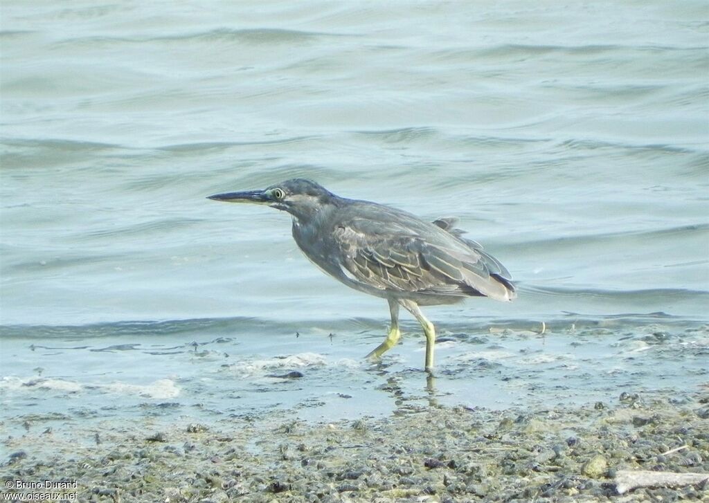 Striated Heronadult, identification