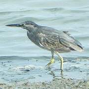 Striated Heron