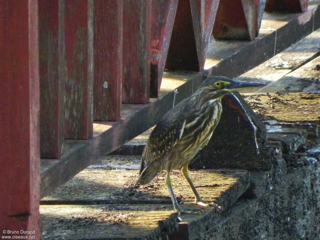 Striated Heronimmature, identification, Behaviour