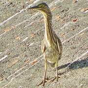 Striated Heron