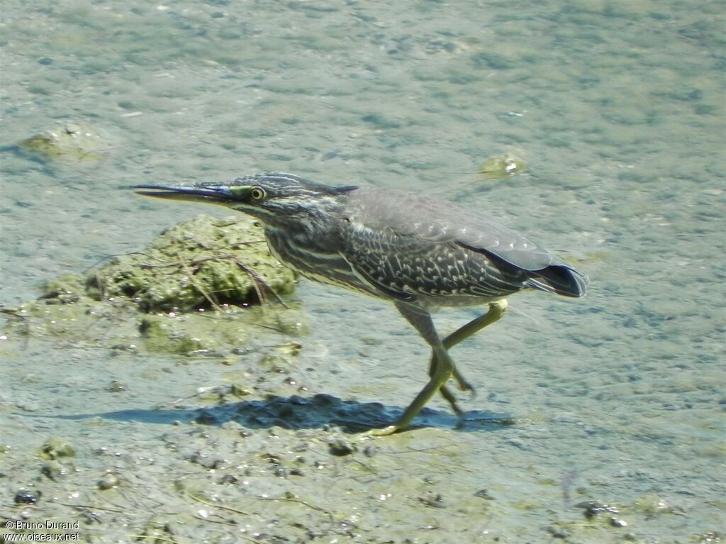 Striated Heronimmature, identification, Behaviour