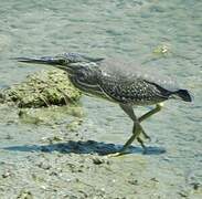 Striated Heron