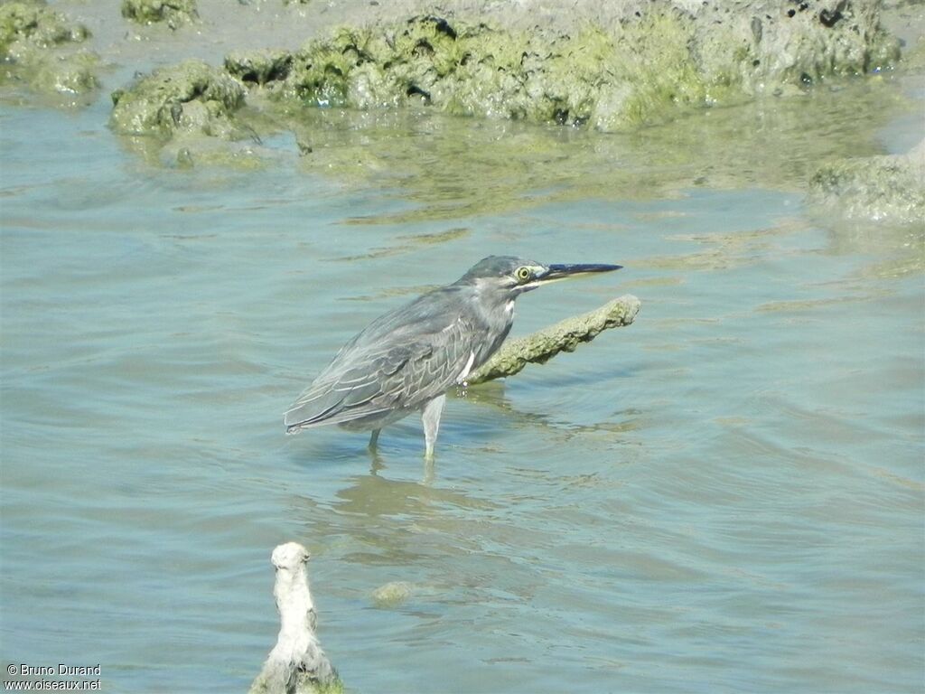 Héron striéadulte, identification, Comportement