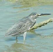 Striated Heron