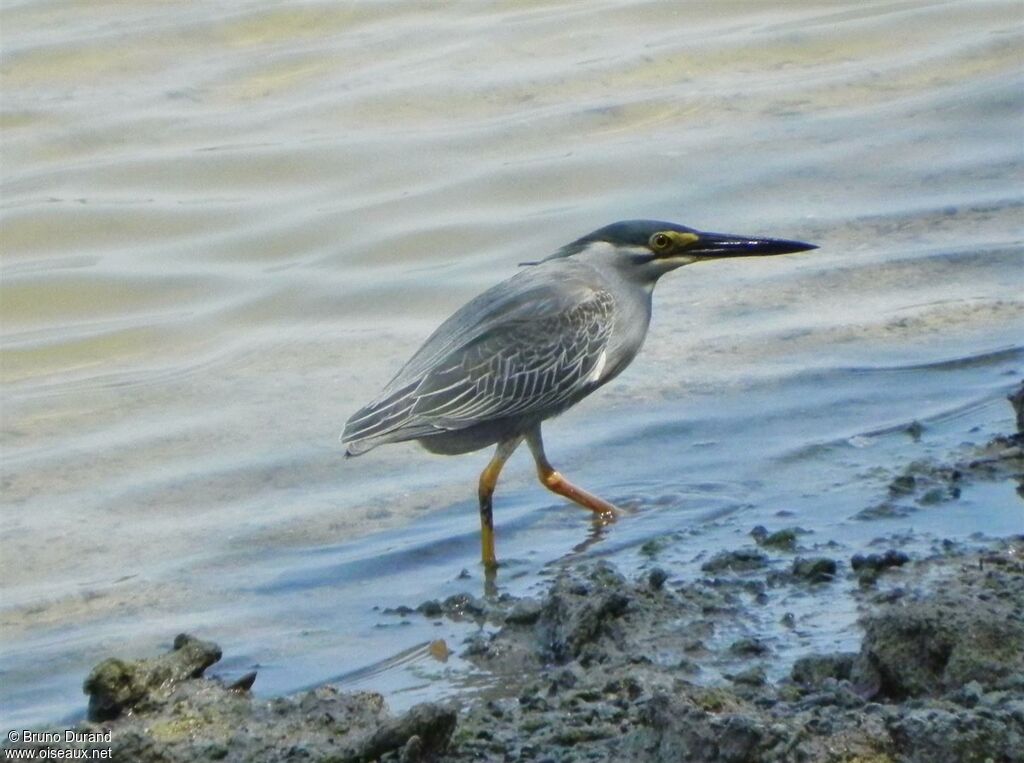 Striated Heronadult, identification, Behaviour