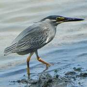 Striated Heron