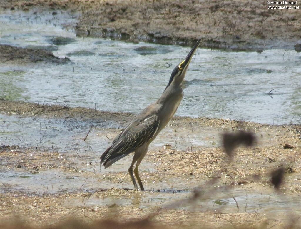 Héron striéadulte, identification, Comportement