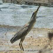 Striated Heron