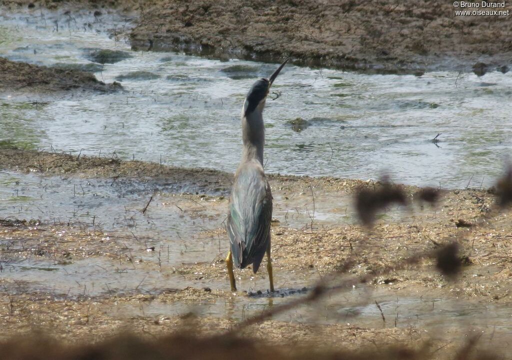 Héron striéadulte, identification, Comportement