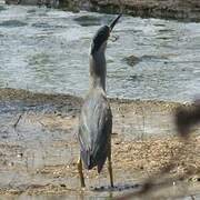 Striated Heron