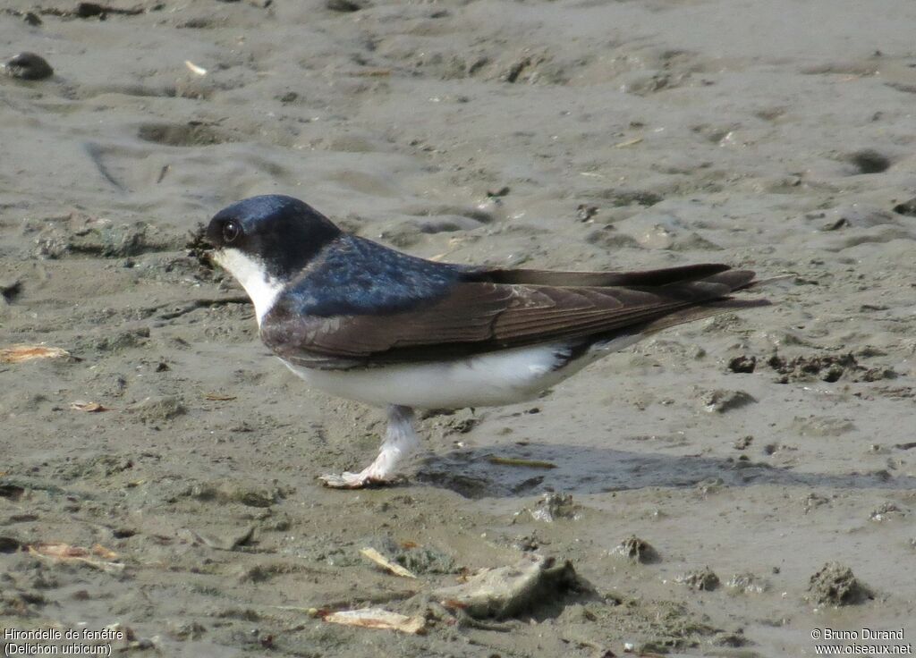 Common House Martinadult, identification, Reproduction-nesting