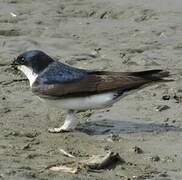 Western House Martin