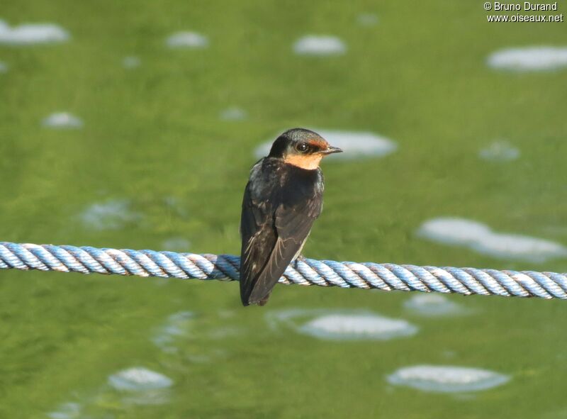 Pacific Swallow, identification, Behaviour