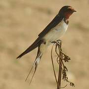 Barn Swallow