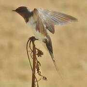 Barn Swallow