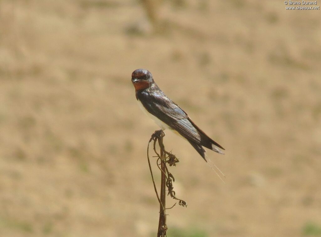 Barn Swallowadult, identification, Behaviour