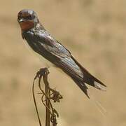 Barn Swallow