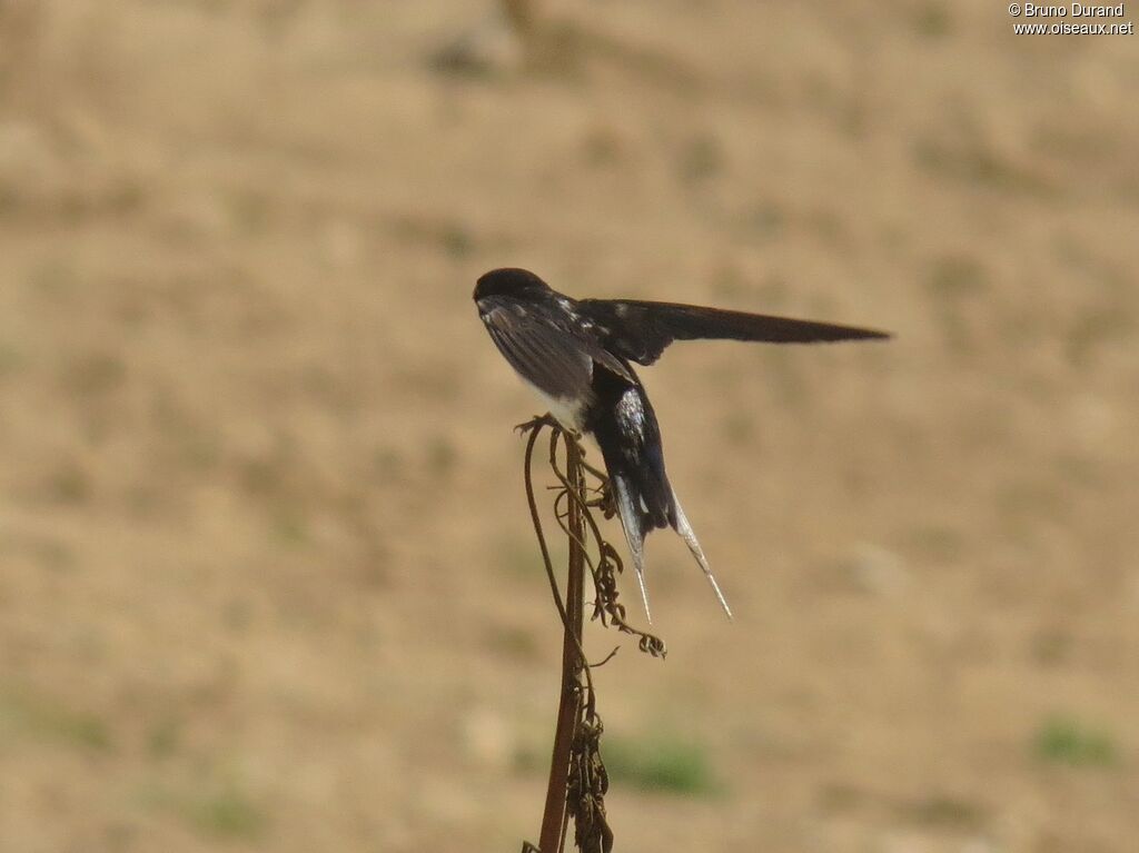 Hirondelle rustiqueadulte, identification, Comportement