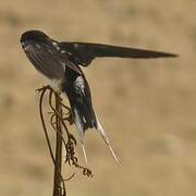 Barn Swallow