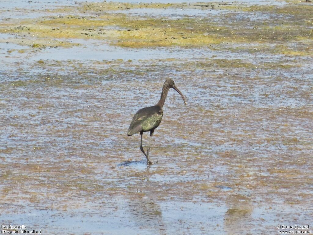 Glossy Ibisadult, identification