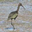 Ibis falcinelle