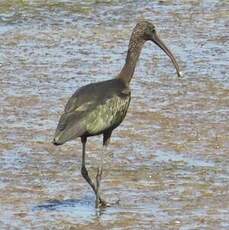 Ibis falcinelle