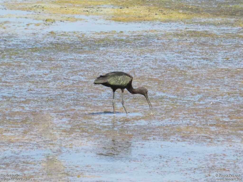 Glossy Ibisadult, identification, feeding habits, Behaviour