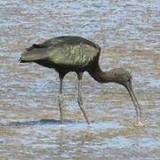 Glossy Ibis