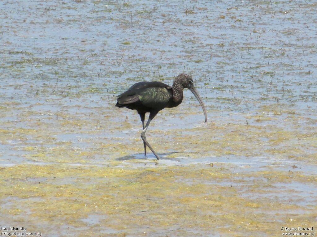 Glossy Ibisadult, identification