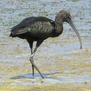 Glossy Ibis