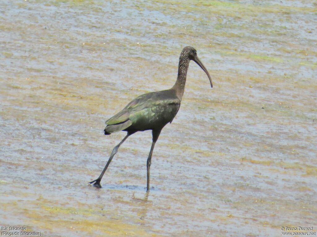 Ibis falcinelleadulte, identification