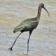 Glossy Ibis