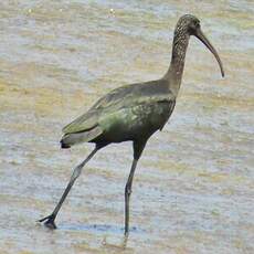 Ibis falcinelle