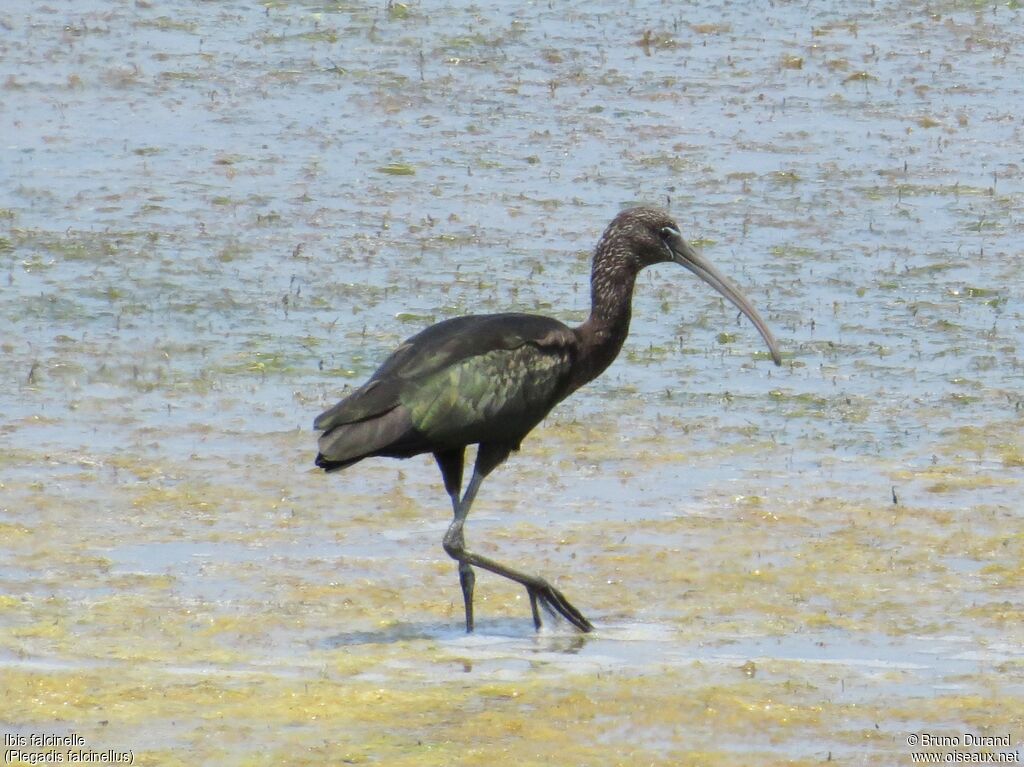 Glossy Ibisadult, identification