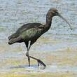 Ibis falcinelle