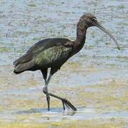 Glossy Ibis