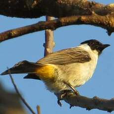 Bulbul cul-d'or