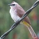 Bulbul goiavier
