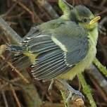 Mésange bleue