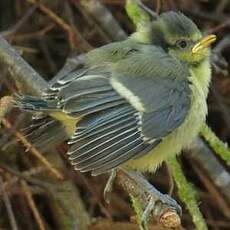 Mésange bleue