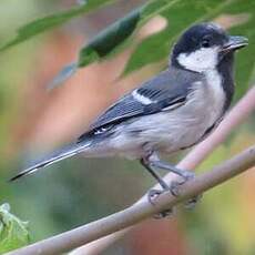 Mésange indienne