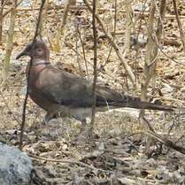 Sunda Collared Dove