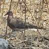 Sunda Collared Dove