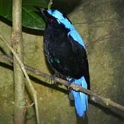 Asian Fairy-bluebird