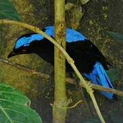 Asian Fairy-bluebird