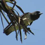 White-breasted Woodswallow