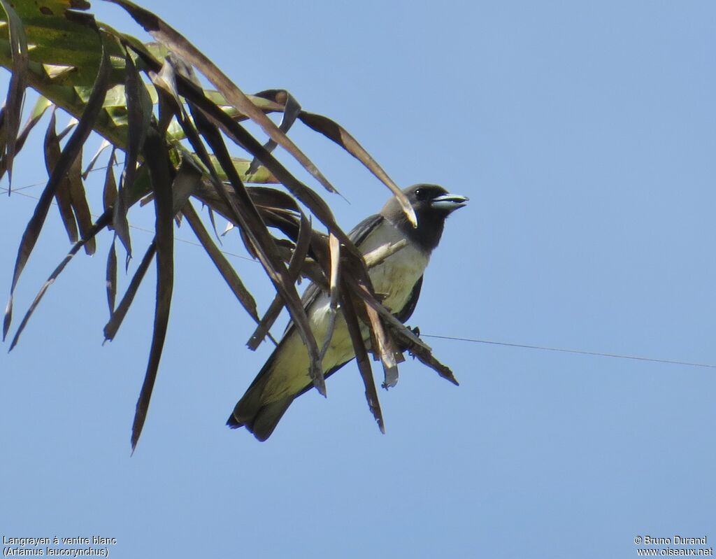 White-breasted Woodswallowadult, identification