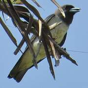 White-breasted Woodswallow