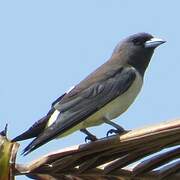 White-breasted Woodswallow