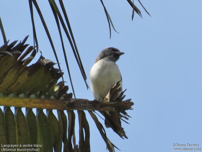 White-breasted Woodswallowjuvenile, identification